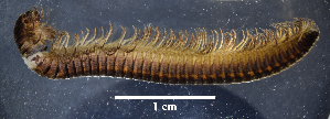  (Callipodella fasciata - BGE_00642_D05)  @11 [ ] CreativeCommons - Attribution Share - Alike (2046) Unspecified Unspecified