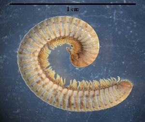  (Apfelbeckiella - BGE_00642_H01)  @11 [ ] CreativeCommons - Attribution Share - Alike (2166) Unspecified Unspecified