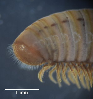  ( - BGE_00642_H01)  @11 [ ] CreativeCommons - Attribution Share - Alike (2167) Unspecified Unspecified