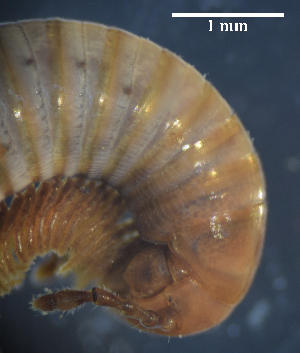  ( - BGE_00642_H01)  @11 [ ] CreativeCommons - Attribution Share - Alike (2168) Unspecified Unspecified