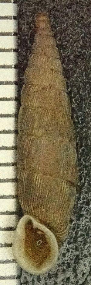  ( - BGE_00643_C06)  @11 [ ] CreativeCommons - Attribution Share - Alike (2025) Unspecified Unspecified