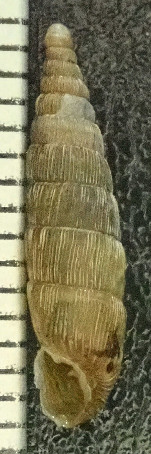  ( - BGE_00643_C07)  @11 [ ] CreativeCommons - Attribution Share - Alike (2025) Unspecified Unspecified