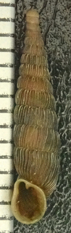  (Laciniaria - BGE_00643_C09)  @11 [ ] CreativeCommons - Attribution Share - Alike (2025) Unspecified Unspecified