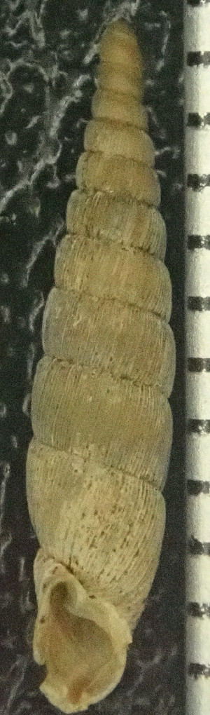  (Alinda vratzatica - BGE_00643_D07)  @11 [ ] CreativeCommons - Attribution Share - Alike (2025) Unspecified Unspecified