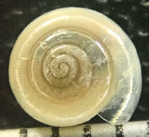  (Mediterranea inopinata - BGE_00643_G01)  @11 [ ] CreativeCommons - Attribution Share - Alike (2025) Unspecified Unspecified