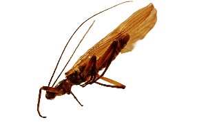  (Brachyptera bulgarica - BGE_00644_A01)  @11 [ ] CreativeCommons - Attribution Share - Alike (2025) Unspecified Unspecified