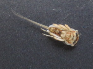  ( - BGE_00644_D07)  @11 [ ] CreativeCommons - Attribution Share - Alike (2025) BGE_00644_D07 Unspecified