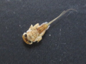  ( - BGE_00644_D09)  @11 [ ] CreativeCommons - Attribution Share - Alike (2025) BGE_00644_D09 Unspecified