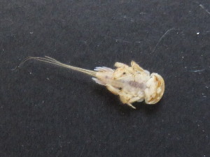  ( - BGE_00644_D09)  @11 [ ] CreativeCommons - Attribution Share - Alike (2025) BGE_00644_D09 Unspecified