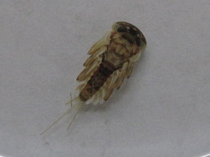  ( - BGE_00644_E06)  @11 [ ] CreativeCommons - Attribution Share - Alike (2025) BGE_00644_E06 Unspecified