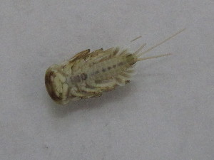  ( - BGE_00644_E06)  @11 [ ] CreativeCommons - Attribution Share - Alike (2025) BGE_00644_E06 Unspecified