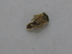  ( - BGE_00644_E07)  @11 [ ] CreativeCommons - Attribution Share - Alike (2025) BGE_00644_E07 Unspecified