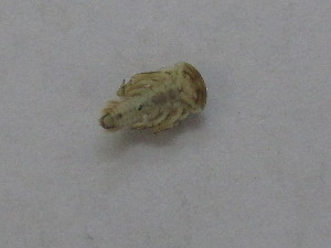  ( - BGE_00644_E07)  @11 [ ] CreativeCommons - Attribution Share - Alike (2025) BGE_00644_E07 Unspecified