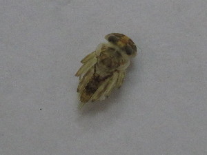  ( - BGE_00644_F07)  @11 [ ] CreativeCommons - Attribution Share - Alike (2025) BGE_00644_F07 Unspecified