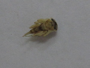  ( - BGE_00644_F08)  @11 [ ] CreativeCommons - Attribution Share - Alike (2025) BGE_00644_F08 Unspecified