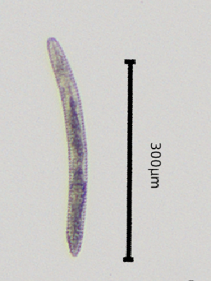  ( - BGE_00645_B05)  @11 [ ] CreativeCommons - Attribution Share - Alike (2025) Unspecified Unspecified