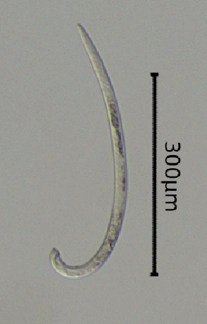  ( - BGE_00645_C10)  @11 [ ] CreativeCommons - Attribution Share - Alike (2025) Unspecified Unspecified