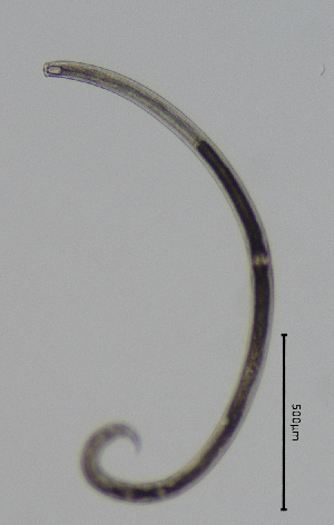  ( - BGE_00645_E09)  @11 [ ] CreativeCommons - Attribution Share - Alike (2025) Unspecified Unspecified