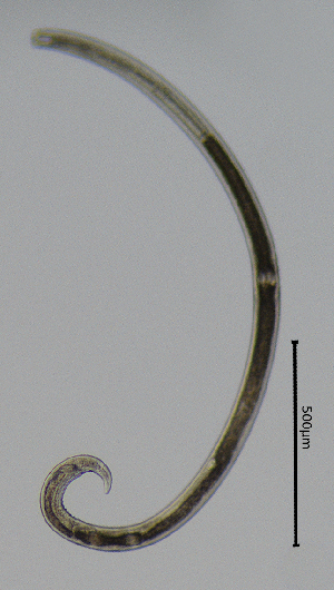  ( - BGE_00645_E09)  @11 [ ] CreativeCommons - Attribution Share - Alike (2025) Unspecified Unspecified