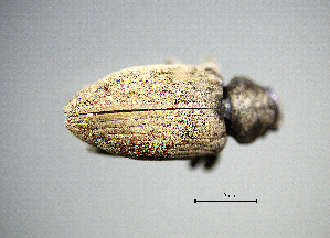  (Tanymecus dilaticollis - BGE_00646_A01)  @11 [ ] CreativeCommons - Attribution Share - Alike (2025) Unspecified Unspecified