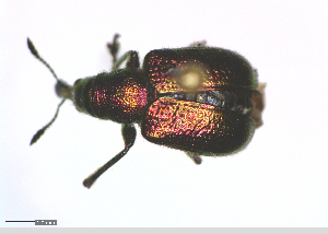  (Rhynchites giganteus - BGE_00646_B08)  @11 [ ] CreativeCommons - Attribution Share - Alike (2025) Unspecified Unspecified