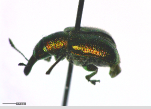  ( - BGE_00646_B08)  @11 [ ] CreativeCommons - Attribution Share - Alike (2025) Unspecified Unspecified