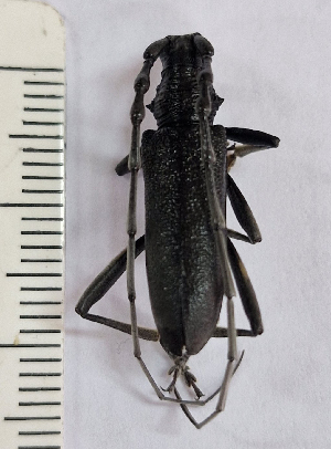  ( - BGE_00646_D05)  @11 [ ] CreativeCommons - Attribution Share - Alike (2025) Unspecified Unspecified