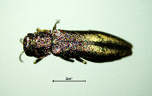  ( - BGE_00646_D08)  @11 [ ] CreativeCommons - Attribution Share - Alike (2025) Unspecified Unspecified