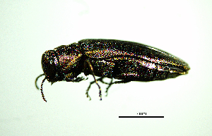  ( - BGE_00646_D08)  @11 [ ] CreativeCommons - Attribution Share - Alike (2025) Unspecified Unspecified