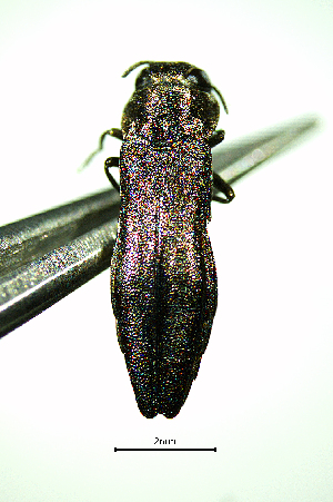  ( - BGE_00646_D09)  @11 [ ] CreativeCommons - Attribution Share - Alike (2025) Unspecified Unspecified