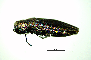  ( - BGE_00646_D09)  @11 [ ] CreativeCommons - Attribution Share - Alike (2025) Unspecified Unspecified