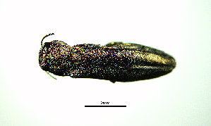  ( - BGE_00646_D10)  @11 [ ] CreativeCommons - Attribution Share - Alike (2025) Unspecified Unspecified