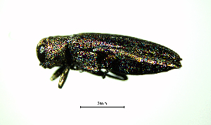  ( - BGE_00646_D10)  @11 [ ] CreativeCommons - Attribution Share - Alike (2025) Unspecified Unspecified