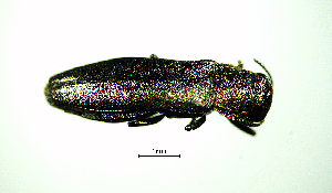  ( - BGE_00646_D11)  @11 [ ] CreativeCommons - Attribution Share - Alike (2025) Unspecified Unspecified