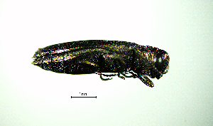  ( - BGE_00646_D11)  @11 [ ] CreativeCommons - Attribution Share - Alike (2025) Unspecified Unspecified