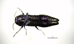  ( - BGE_00646_E01)  @11 [ ] CreativeCommons - Attribution Share - Alike (2025) Unspecified Unspecified