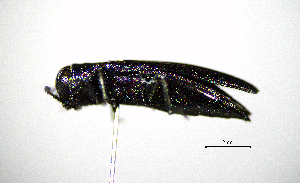  ( - BGE_00646_E01)  @11 [ ] CreativeCommons - Attribution Share - Alike (2025) Unspecified Unspecified