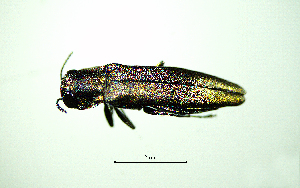  ( - BGE_00646_E02)  @11 [ ] CreativeCommons - Attribution Share - Alike (2025) Unspecified Unspecified