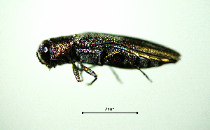  ( - BGE_00646_E02)  @11 [ ] CreativeCommons - Attribution Share - Alike (2025) Unspecified Unspecified