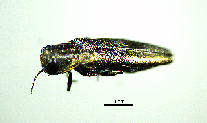  ( - BGE_00646_E03)  @11 [ ] CreativeCommons - Attribution Share - Alike (2025) Unspecified Unspecified