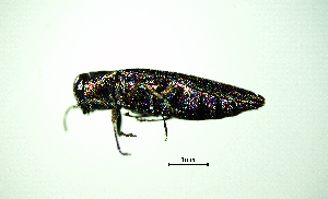  ( - BGE_00646_E03)  @11 [ ] CreativeCommons - Attribution Share - Alike (2025) Unspecified Unspecified