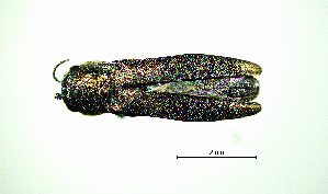  ( - BGE_00646_E04)  @11 [ ] CreativeCommons - Attribution Share - Alike (2025) Unspecified Unspecified