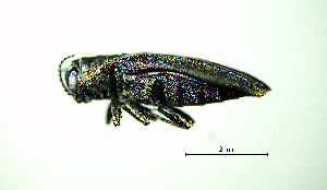  ( - BGE_00646_E04)  @11 [ ] CreativeCommons - Attribution Share - Alike (2025) Unspecified Unspecified