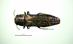  ( - BGE_00646_E05)  @11 [ ] CreativeCommons - Attribution Share - Alike (2025) Unspecified Unspecified