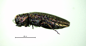  ( - BGE_00646_E05)  @11 [ ] CreativeCommons - Attribution Share - Alike (2025) Unspecified Unspecified