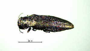  ( - BGE_00646_E06)  @11 [ ] CreativeCommons - Attribution Share - Alike (2025) Unspecified Unspecified