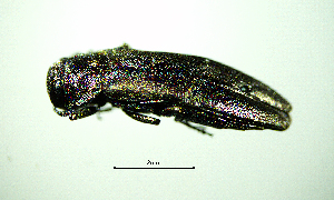  ( - BGE_00646_E10)  @11 [ ] CreativeCommons - Attribution Share - Alike (2025) Unspecified Unspecified