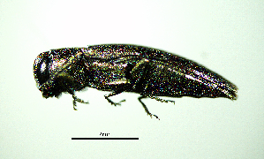  ( - BGE_00646_E10)  @11 [ ] CreativeCommons - Attribution Share - Alike (2025) Unspecified Unspecified