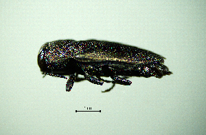  ( - BGE_00646_F05)  @11 [ ] CreativeCommons - Attribution Share - Alike (2025) Unspecified Unspecified