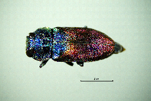  ( - BGE_00646_F07)  @11 [ ] CreativeCommons - Attribution Share - Alike (2025) Unspecified Unspecified